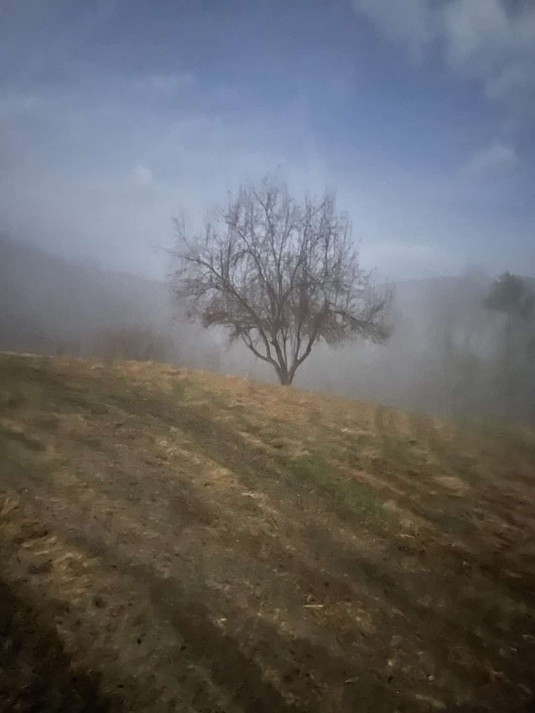 A single bare tree on a hillside in heavy fog.