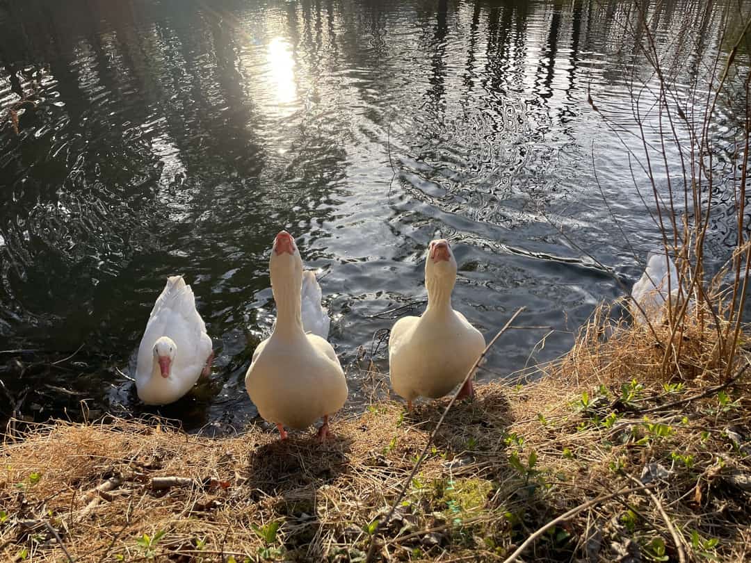 Three white geese at the edge of a pond, low sun on the water behind them.