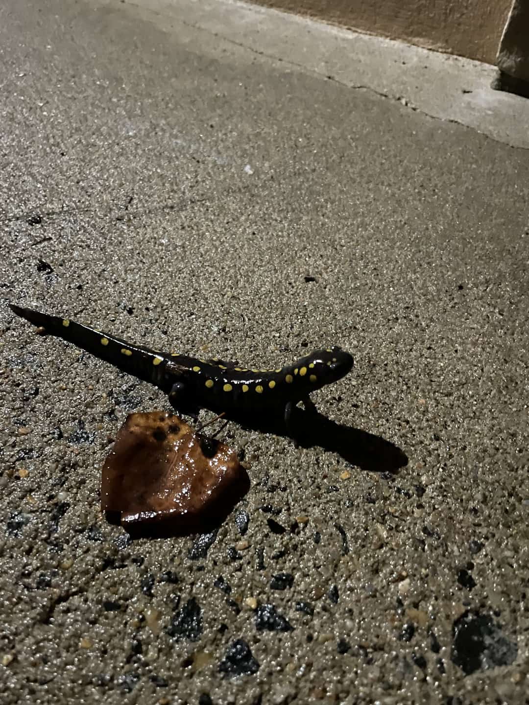 A spotted salamander crossing wet asphalt at night.