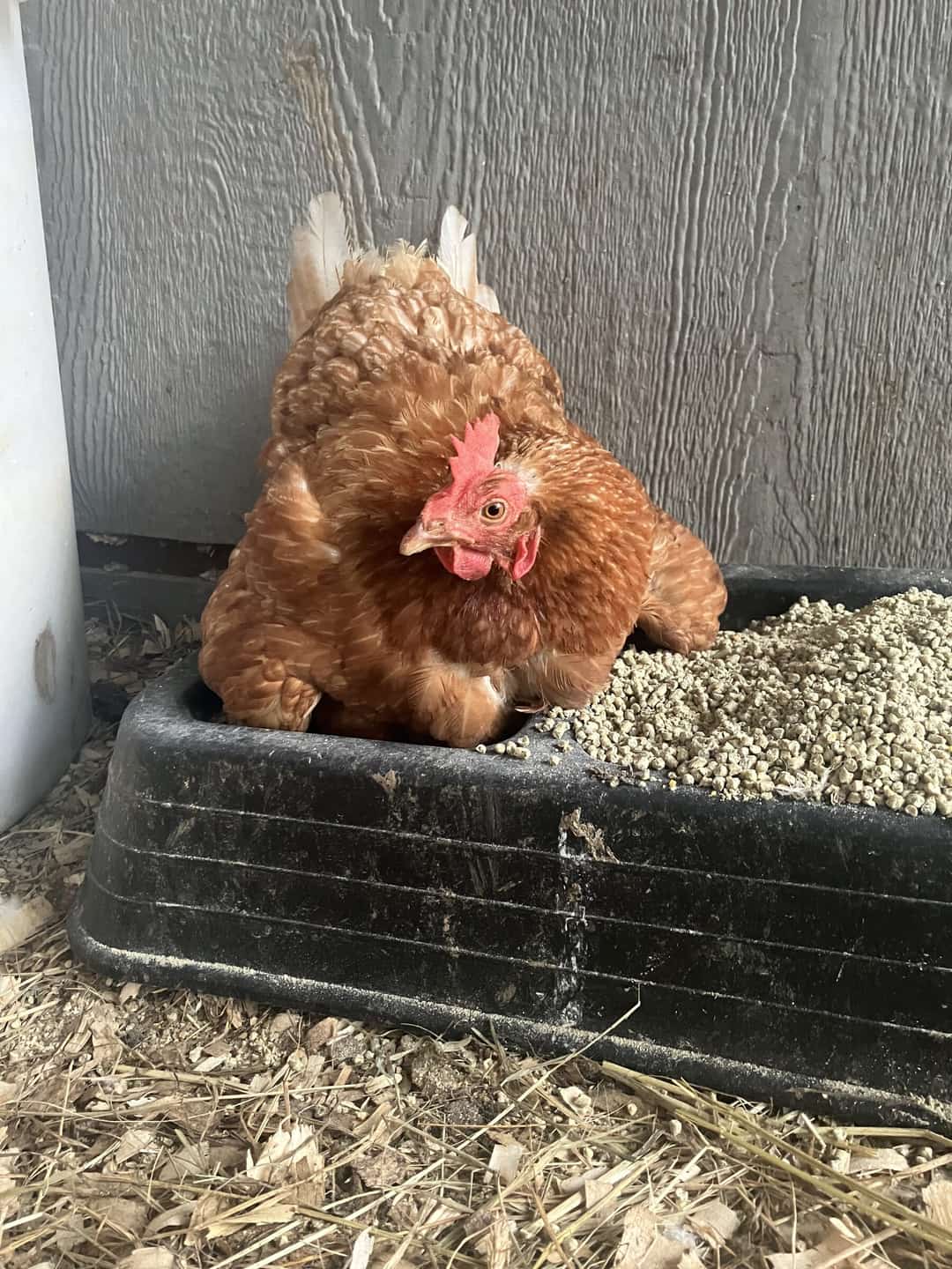 A hen settled down into a rubber tub of feed inside a shed.