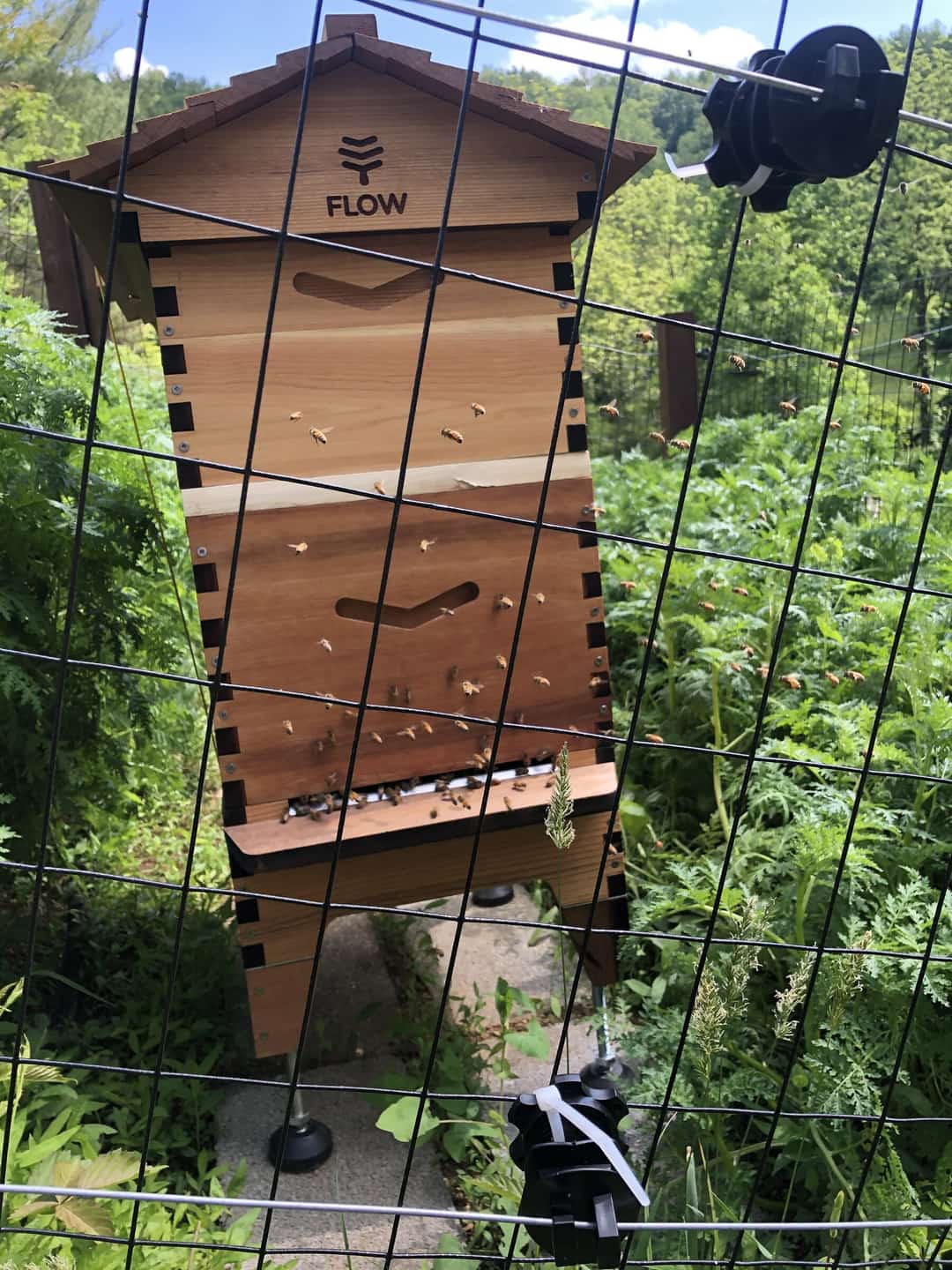 A beehive inside a fence, with tall green growth grown up against it.